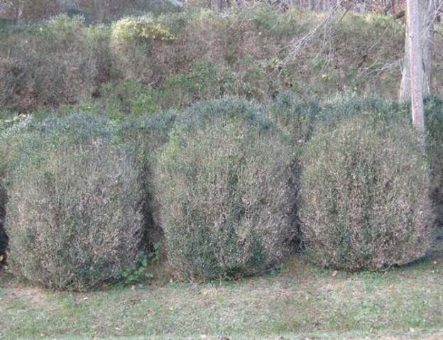 Example of shrubs with boxwood blight in the landscape.